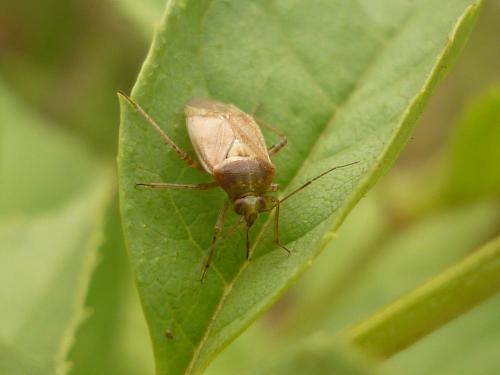 Réf. 243 310 : Lygus rugulipennis